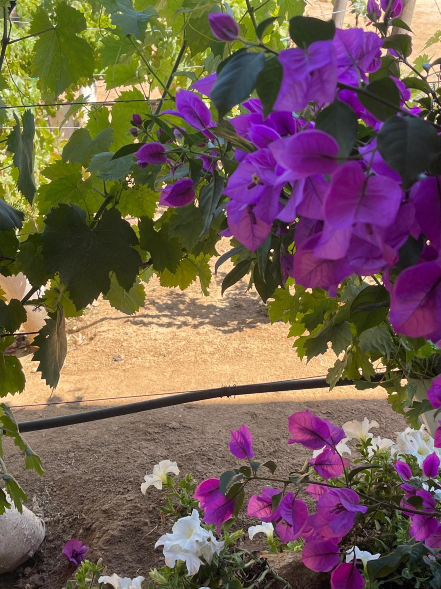 Hacienda 7 Amores El Porvenir Exteriér fotografie
